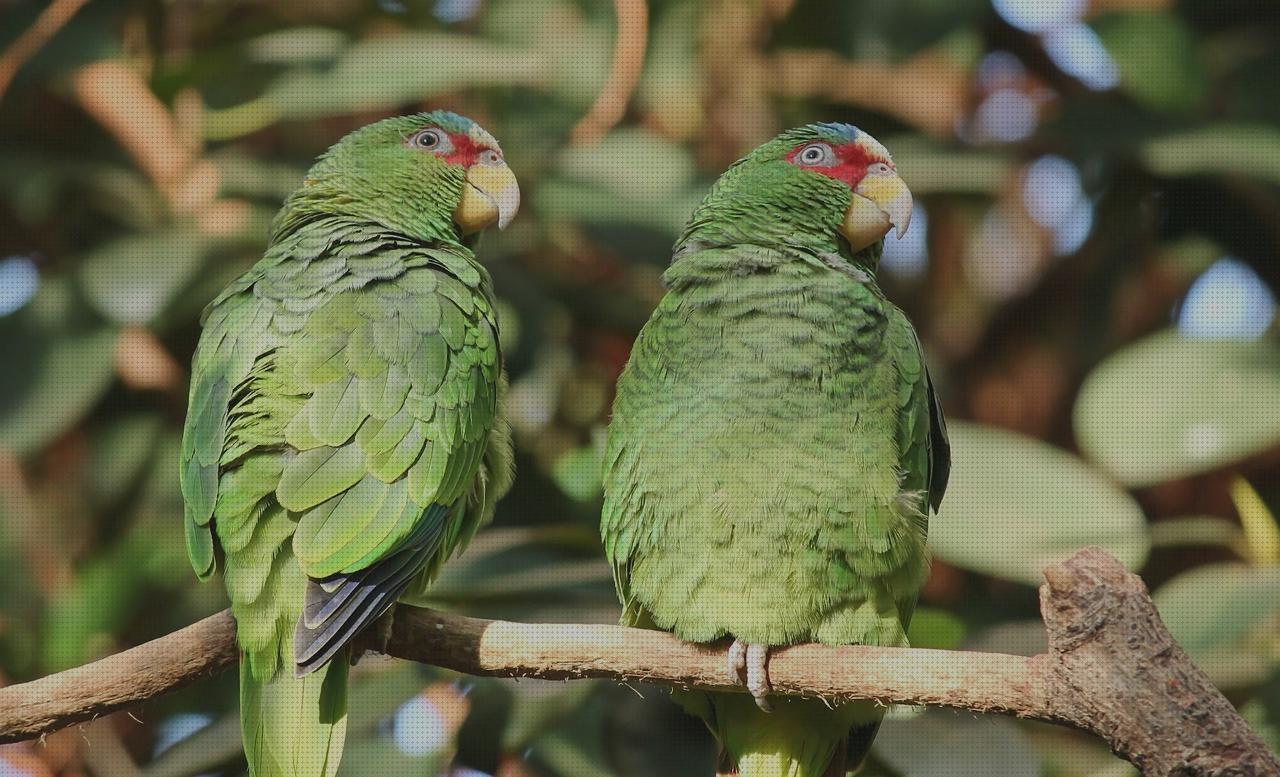 Review de reloj pajaros